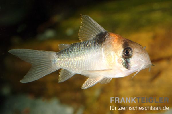 Adolfos Panzerwels/ Corydoras adolfoi
